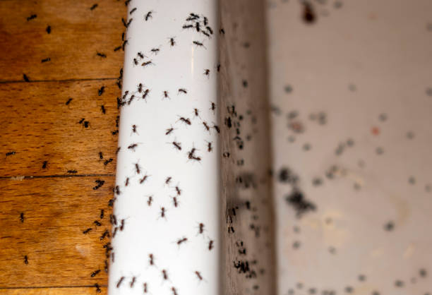 Best Pest Prevention Services  in Farmersville, TX